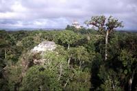 [Tikal - Forêt]